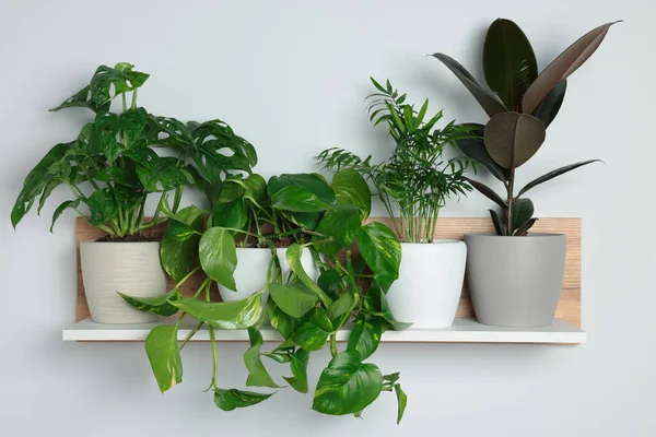 Different Potted House Plants Shelf White Wall — Stok Foto