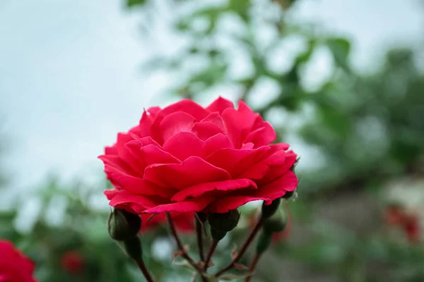 Closeup View Beautiful Blooming Rose Bush Outdoors — Zdjęcie stockowe