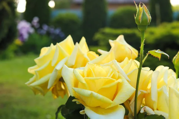 Closeup View Beautiful Yellow Roses Outdoors — Stockfoto