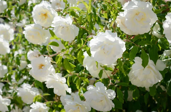 Vacker Blommande Ros Buske Utomhus Närbild — Stockfoto