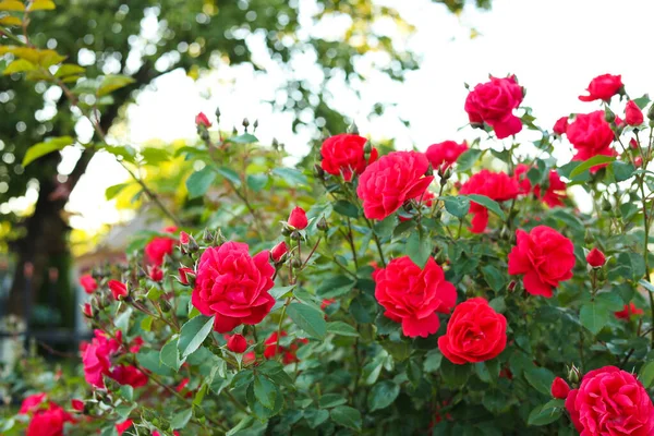 Beautiful Blooming Red Rose Bush Garden — Stok fotoğraf