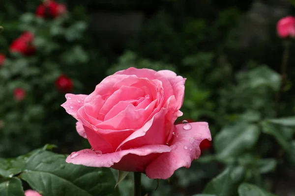 Beautiful Pink Rose Flower Dew Drops Garden Closeup — Stock Photo, Image