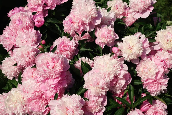 Wonderful Blooming Pink Peonies Background Closeup — Stockfoto
