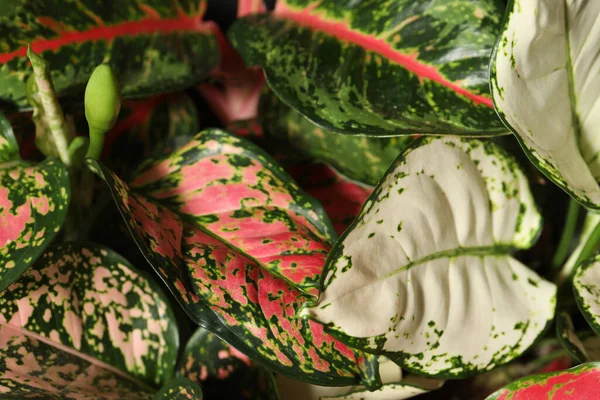 Aglaonemas Mit Schönen Blättern Als Hintergrund Nahaufnahme Tropische Pflanzen — Stockfoto