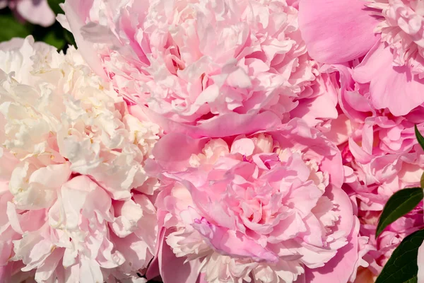 Wonderful Fragrant Pink Peonies Outdoors Closeup View — Fotografia de Stock