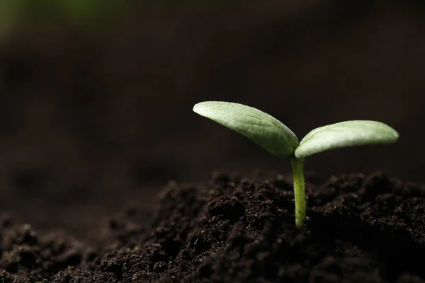 Toprakta Büyüyen Küçük Tohum Yakın Plan Metin Için Boşluk — Stok fotoğraf