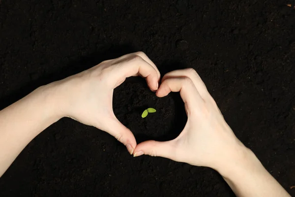 Woman making heart with hands near green seedling on soil, top view