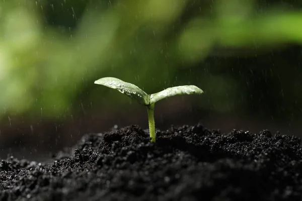 Young seedling in fertile soil under rain