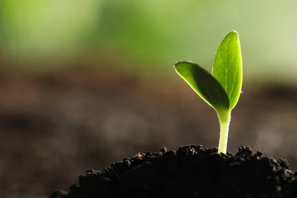 Plántulas Vegetales Jóvenes Que Crecen Suelo Aire Libre Espacio Para —  Fotos de Stock