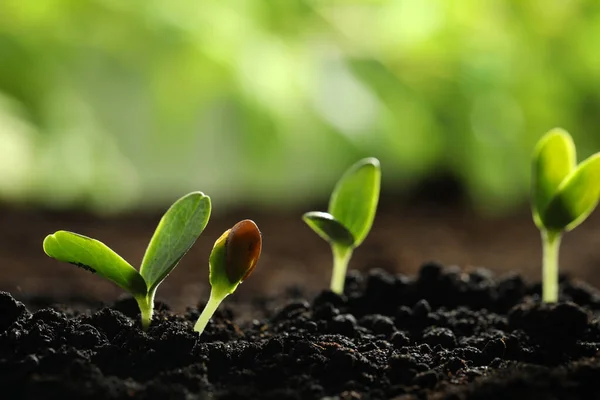 Young Vegetable Seedlings Growing Soil Outdoors Space Text — Stock Photo, Image