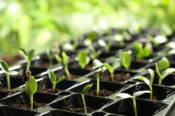 Piantina Semenzaio Con Giovani Germogli Vegetali Sfondo Sfocato Primo Piano — Foto Stock