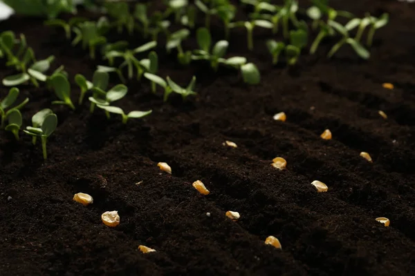 Насіння Кукурудзи Родючому Грунті Вирощування Овочів — стокове фото