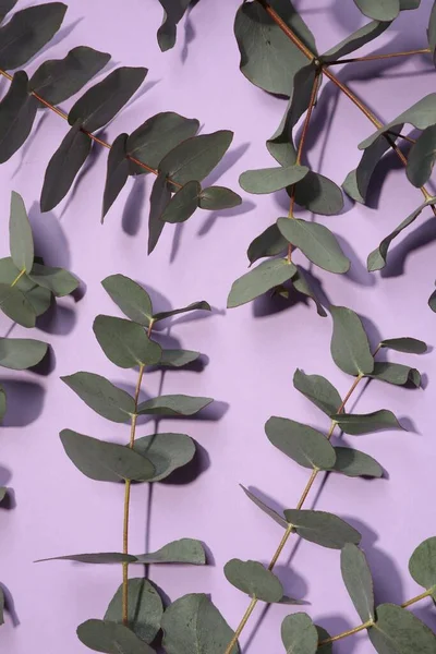 Eucalyptus branches with fresh green leaves on violet background, flat lay