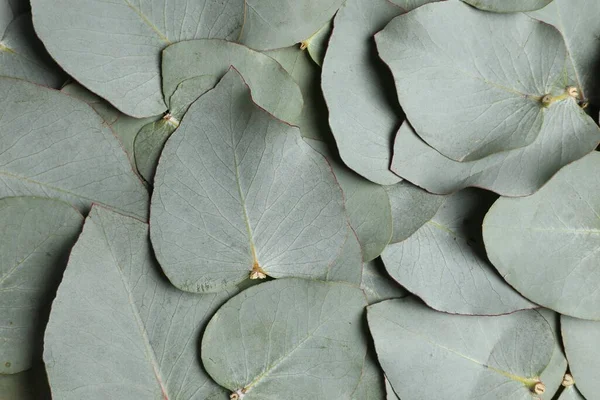 Färska Gröna Blad Eukalyptus Som Bakgrund Ovanifrån — Stockfoto