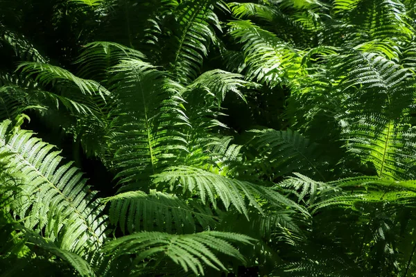 Beautiful Fern Lush Green Leaves Growing Outdoors — Fotografia de Stock