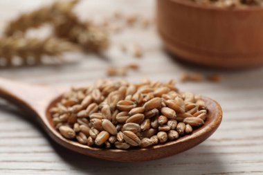 Wheat grains in spoon on white wooden table, closeup