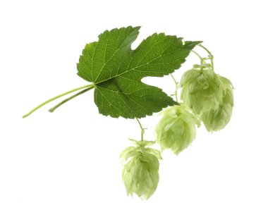 Fresh hop flowers with leaf on white background