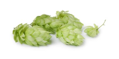 Fresh ripe green hops on white background