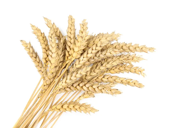 Bunch Wheat White Background Top View — 图库照片