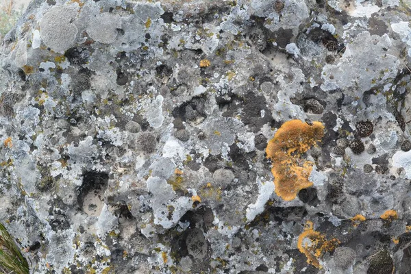 Closeup View Stone Covered Lichen Background — Stock fotografie