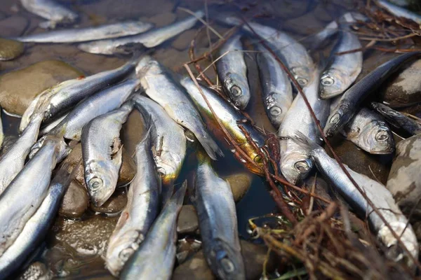 Dead Fishes Stones River Closeup Environmental Pollution Concept — Fotografia de Stock