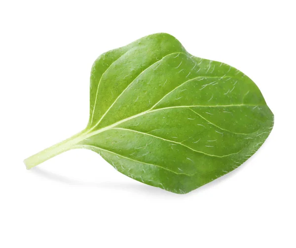 Aromatic Green Marjoram Leaf Isolated White Fresh Herb — 스톡 사진