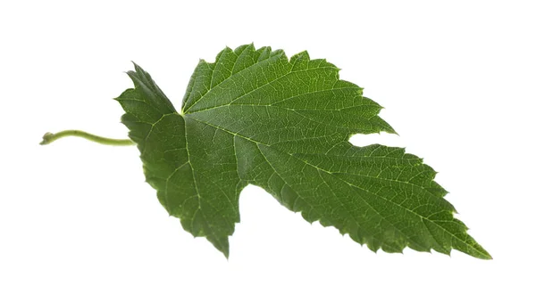 Fresh Green Hop Leaf Isolated White — Stockfoto