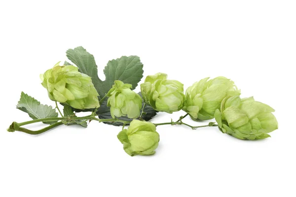 Branch Fresh Green Hops White Background — Stock fotografie