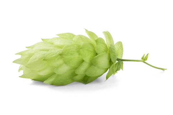 One fresh green hop isolated on white