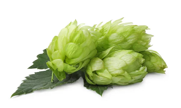 Fresh Ripe Green Hops White Background — Stockfoto