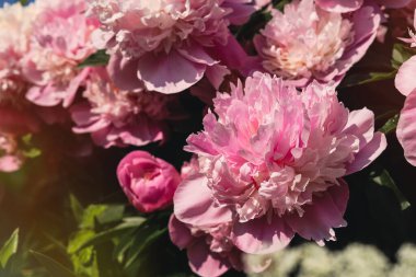 Wonderful pink peonies in garden outdoors, closeup. Space for text