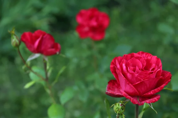 Bush Beautiful Blooming Roses Garden Closeup Space Text — 스톡 사진