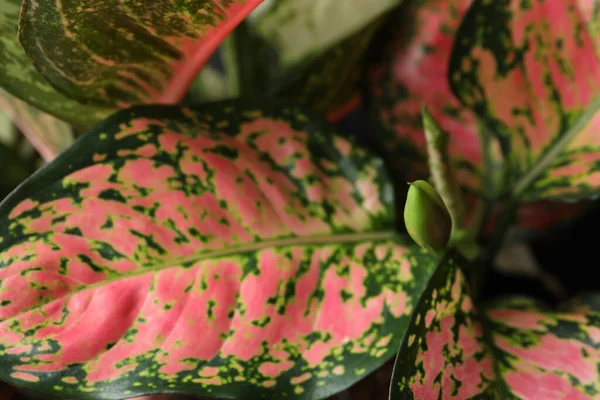 有美丽叶子作为背景和特写镜头的阿格劳娜 热带植物 — 图库照片