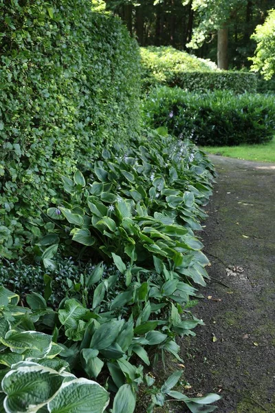 Beautiful Green Plants Pathway Garden — Foto de Stock