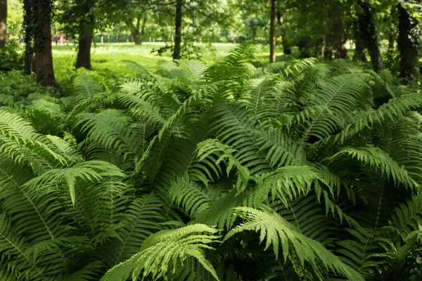 Beautiful Fern Lush Green Leaves Growing Outdoors — ストック写真