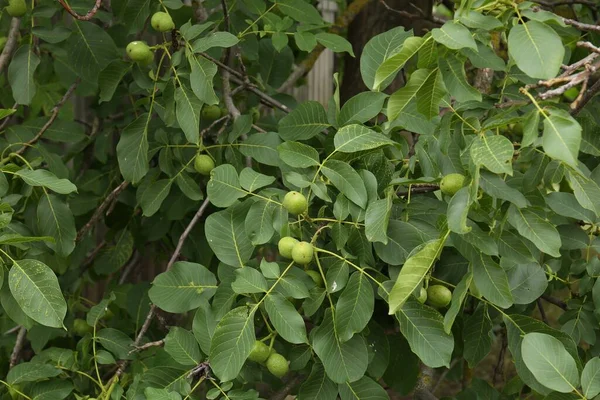 Green Unripe Walnuts Tree Branches Outdoors — Zdjęcie stockowe