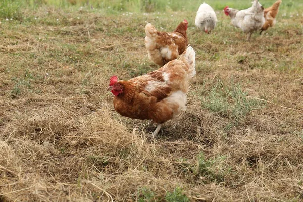 Many Beautiful Chickens Walking Grass Outdoors —  Fotos de Stock