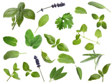 Collection of different aromatic herbs on white background
