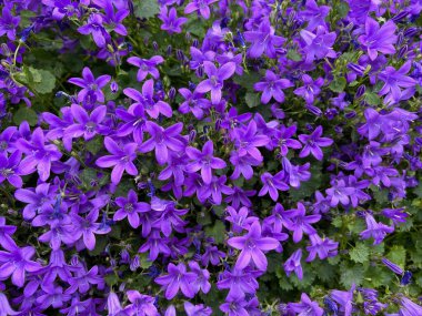 Bahçede büyüyen güzel çan çiçekleri, yakın çekim manzarası