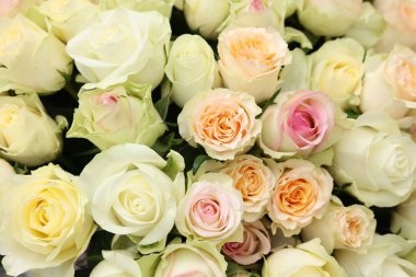 Arka plan, üstten görünüm olarak çok güzel güller