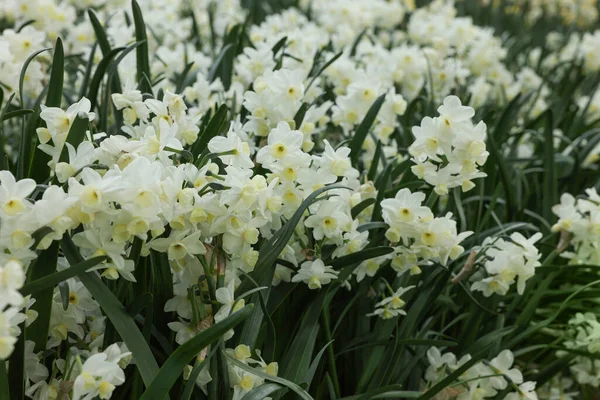 Many Beautiful Narcissus Flowers Growing Outdoors Closeup View Spring Season — 图库照片