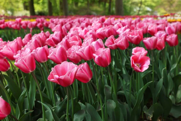 Many Beautiful Tulip Flowers Growing Outdoors Spring Season — Stockfoto