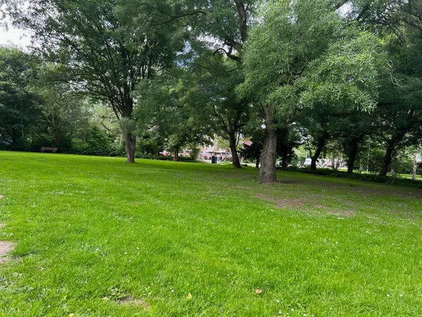 Beautiful view of green lawn and trees in park