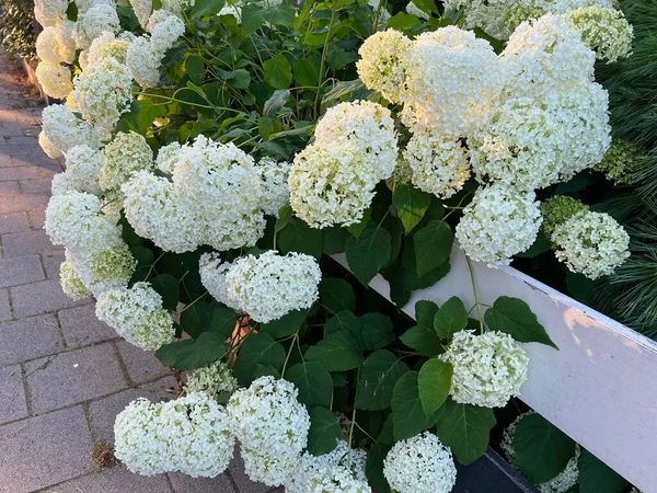 Hortensia Plant Beautiful Flowers Growing Outdoors — Stock fotografie