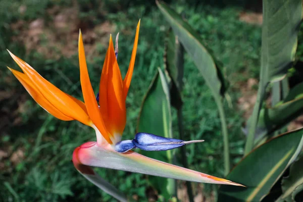 Beautiful Blooming Bird Paradise Flower Outdoors Tropical Plant — стоковое фото
