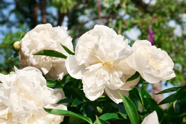 Beautiful Blooming White Peonies Outdoors Sunny Day —  Fotos de Stock