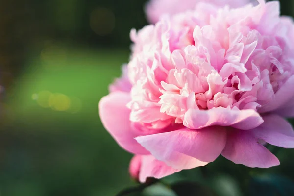 Beautiful Fragrant Pink Peony Flower Outdoors Closeup Space Text — Fotografia de Stock