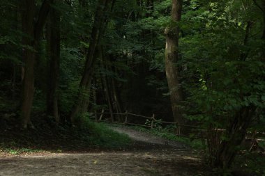 Picturesque view of pathway in forest on summer day