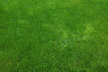 Fresh green grass as background on spring day