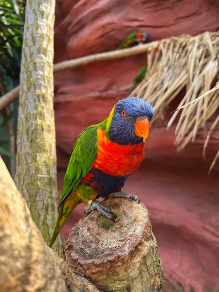 Beautiful Rainbow Lorikeet Parrot Tropical Plant Outdoors — Zdjęcie stockowe